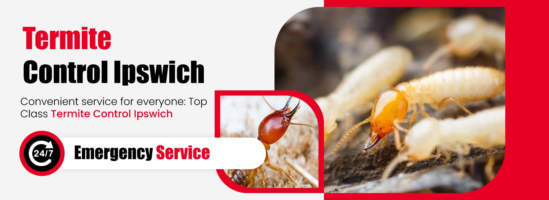 Termite-Control-Ipswich-1